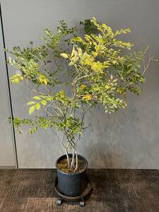 直接のお引取歓迎 Plant■シマトネリコ/タイワンシオジ/観葉植物/140cm■広がりのある枝ぶりの個体