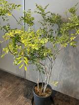 直接のお引取歓迎 Plant■シマトネリコ/タイワンシオジ/観葉植物/140cm■広がりのある枝ぶりの個体_画像5