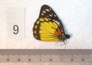 蝶三角紙標本　Mt.Gedeの蝶　⑨　インドネシア産　1ex　