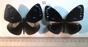  butterfly specimen maru spring rulimadala⑪ Okinawa prefecture west table island production 1 pair 