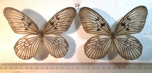 蝶標本　セレベスオオゴマダラ　⑲　インドネシア産　1ペア