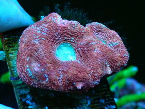【 CoralGarage 】送料安！ 美個体 高発色　ブルーマウス　オオトゲキクメイシ　ボアバンキ　キクメイシ 子株多数