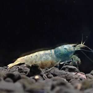 【fan-shrimp血統】抱卵雌1匹　No.Ⅱ/18mm程度/画像の個体/メタルターコイズ　Veraus-shrimp