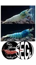 Newstore! 【fan- shrimp血統】1ペア　No.Ⅱ/16mm程度/画像の個体/メタルターコイズ選別外Veraus-shrimp_画像1
