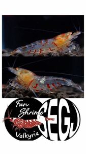 Newstore!【fan-shrimp血統】2匹　No.Ⅰ/17mm程度/画像の個体/ゴールデンアイ白遺伝子選別外　Veraus-shrimp