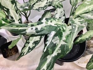 LA便：Aglaonema pictum tricolor Ache sumatera【LA0816-03j】アグラオネマ ピクタム 厳選良株