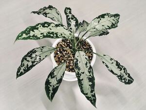 LA便ネームド：Aglaonema pictum “Nix” Aceh sumatera【LA0712-00】アグラオネマ ニクス 厳選良株 