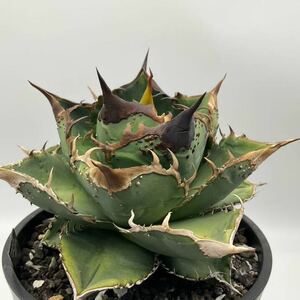 星空　Starry sky アガベ チタノタ 子株　Agave titanota 豆豆龍系列　ブツブツ　台湾　胴切り子株