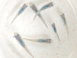 【畑めだか】成魚 深海 メダカ 20匹＋α