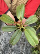（食虫植物）Nepenthes erucoides(Mt.Redondo Dinagat)OF　ネペンテス　エルコイデス_画像1