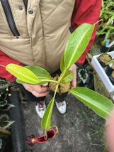 （食虫植物）Nepenthes lowii Trusmadi WN ネペンテス　ローウィー_画像2