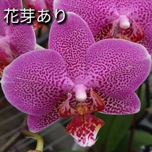 花芽あり Phal. Shyang Fa Pink Pearl ファレノプシス シャンファ ピンクパール 胡蝶蘭 洋蘭