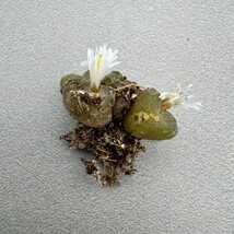 N119コノフィツム　Conophytum rugosum 　多肉植物 (写真の苗全部) 6点_画像2