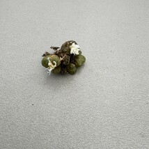 N119コノフィツム　Conophytum rugosum 　多肉植物 (写真の苗全部) 6点_画像3
