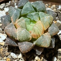 N305 多肉植物　ハオルチア　別系オブツーサ錦_画像2