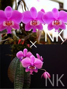 【NK】(P1) Phal.schilleriana f.purpurea sib【洋蘭 ファレノプシス シレリアナ 胡蝶蘭】