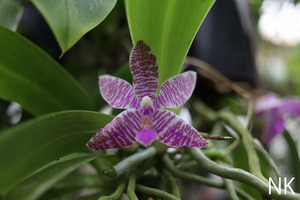 【NK】(L6) 特殊花色 Phal.lueddemanniana 自然種セレクト個体実生苗【洋蘭 原種 ファレノプシス 胡蝶蘭】