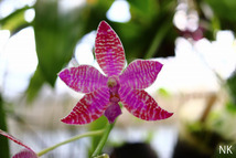 【NK】(L2)葉のまるい苗2芽 Phal.lueddemanniana Luzon島自然種セレクト個体実生苗【洋蘭 原種 ファレノプシス シレリアナ 胡蝶蘭_画像1