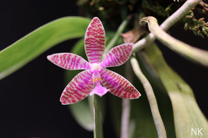 【NK】(L7) 綺麗な花 CP5芽 Phal.lueddemanniana Quezon産 自然種実生苗【洋蘭 原種 ファレノプシス 胡蝶蘭】