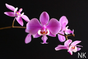 【NK】(SP2)綺麗な銀葉 Phal.schilleriana 銀葉×銀葉パープレアsib 【洋蘭 ファレノプシス シレリアナ 胡蝶蘭】