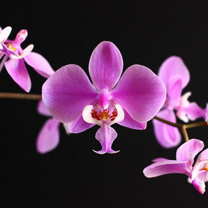 【NK】(SP4)綺麗な銀葉 Phal.schilleriana 銀葉×銀葉パープレアsib 【洋蘭 ファレノプシス シレリアナ 胡蝶蘭】の画像1