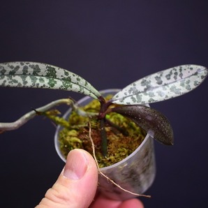 【NK】(SP4)綺麗な銀葉 Phal.schilleriana 銀葉×銀葉パープレアsib 【洋蘭 ファレノプシス シレリアナ 胡蝶蘭】の画像2