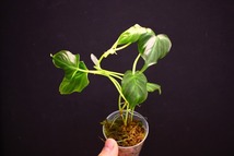 【NK】海外愛好家の秘蔵個体 Philodendron verrucosum ’Isabela’ NK-21【フィロデンドロン アンスリウム】_画像4