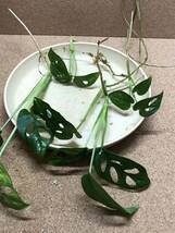 ⑤Monstera adansonii variegated モンステラ アダンソニー バリエガータ マドカズラ元斑入り(4本セット)クキに斑が入ってるのがあります！_画像5