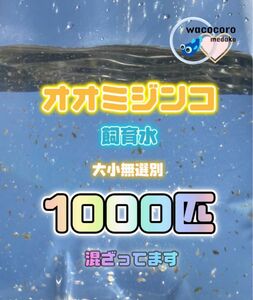 限定セール！即決1105→999円☆ オオミジンコ飼育水1000匹混ざってしまってます☆生クロレラ水付☆タマミジンコより培養簡単♪