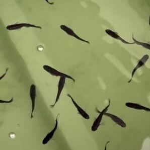 直接取引限定 オロチメダカ成魚 約3㎝ 10匹 値下げの画像3