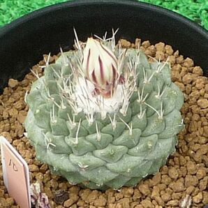 サボテン、多肉植物 菊水-10の画像1