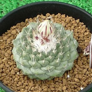 サボテン、多肉植物 菊水-10の画像2