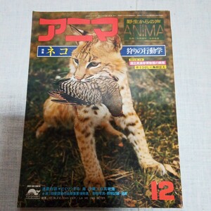 アニマ 1977.12 NO.57 ネコ 狩りの行動学 イリオモテヤマネコ ボブキャット チーター