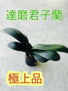 達磨君子蘭 1株