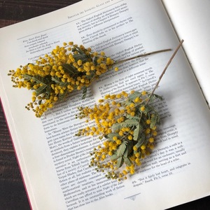 Art hand Auction Mimosa für die Fotografie, sorgfältig ausgewählte schöne Artikel, 2er-Set, kurz, am besten mit Blumen, getrocknete Blumen, Blumenmaterial, kann auch als Vorlage für Gemälde verwendet werden, Blume, Gartenarbeit, Getrocknete Blume, allgemein