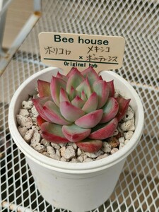 【Bee house】ホリコロメキシコボルデンシス　　※札は付きません。