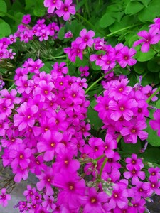  oxalis,froli Panda розовый. луковица 