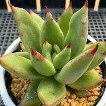 ☆多肉植物☆エケベリア☆ソウルキッス☆鉢6.5センチ☆錦玉園さん☆_画像1