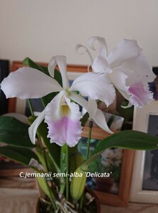 洋蘭 原種 C.jenmanii semi-alba 'Dericata'