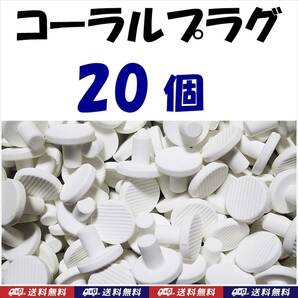 【送料無料】Φ23 コーラルプラグ 20個 Ｔ型 コーラルフラッグ  海水魚 珊瑚 育成水槽に サンゴ プラグ セラミックの画像1