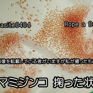 【送料無料】六角ネット 4個（密網 2個、粗網 2個）   即決 水槽用品  メダカ エビ シュリンプ ミジンコ用などに 選別網 選別ネットの画像5