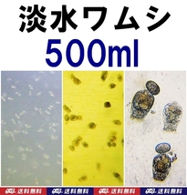 【送料込】淡水ワムシ 種水　500ml 　ツボワムシ　培養液　メダカ・金魚の針子の餌　簡単に培養可能です_画像1