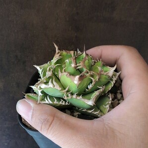 【AGAVE TITANOTA LIZE 皇冠】超コンパクト アガベ チタノタ 子株の画像1