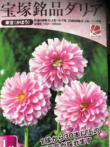 ダリア 球根 春植え 【宝塚銘品ダリア】 華宝 かほう 1球 dahlia 花の大和