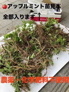 大量　アップルミント　ランナー　苗　農薬や消毒は未使用　有機肥料施肥　自然栽培　ミントティー