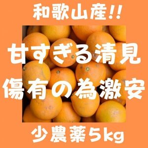 きよみオレンジ 百貨店では買えない 甘すぎる B級 ほとんど無農薬 みかん ５kg 和歌山県産