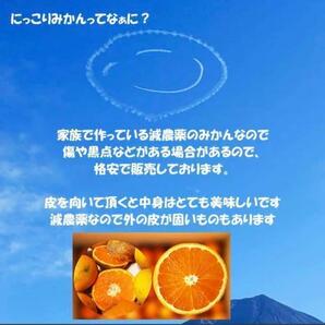 百貨店では買えない 甘すぎる B級 ほとんど無農薬 デコポン 3kg 和歌山県産 不知火の画像5