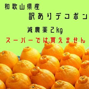 最後の案内 百貨店では買えない 甘すぎる B級 ほとんど無農薬 デコポン 2kg 和歌山県産　不知火