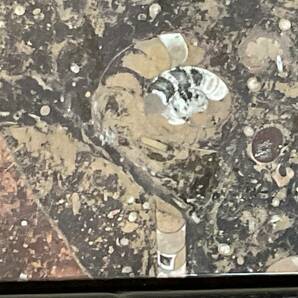 TTJ309 古生代化石入り大理石テーブル/アンモナイト、オルソセラス（直角貝）他多数/千葉県柏市発の画像10
