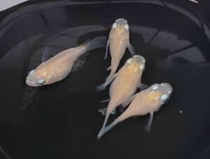 【稚魚】ホワイトダルマ稚魚10匹＋αメダカめだか白だるま 
